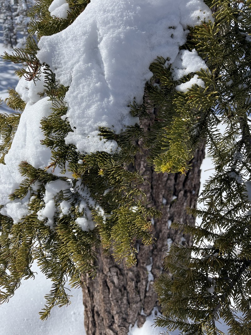 Abies magnifica var. magnifica photo 6