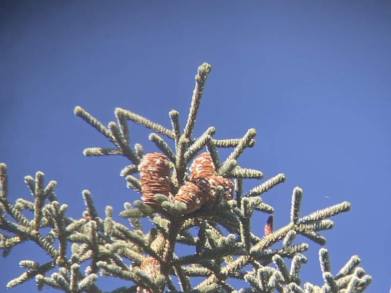 Abies magnifica var. magnifica photo 7