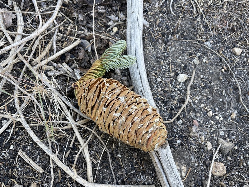Abies magnifica var. magnifica photo 8