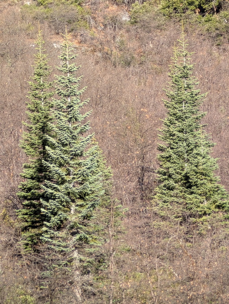 Abies magnifica var. shastensis