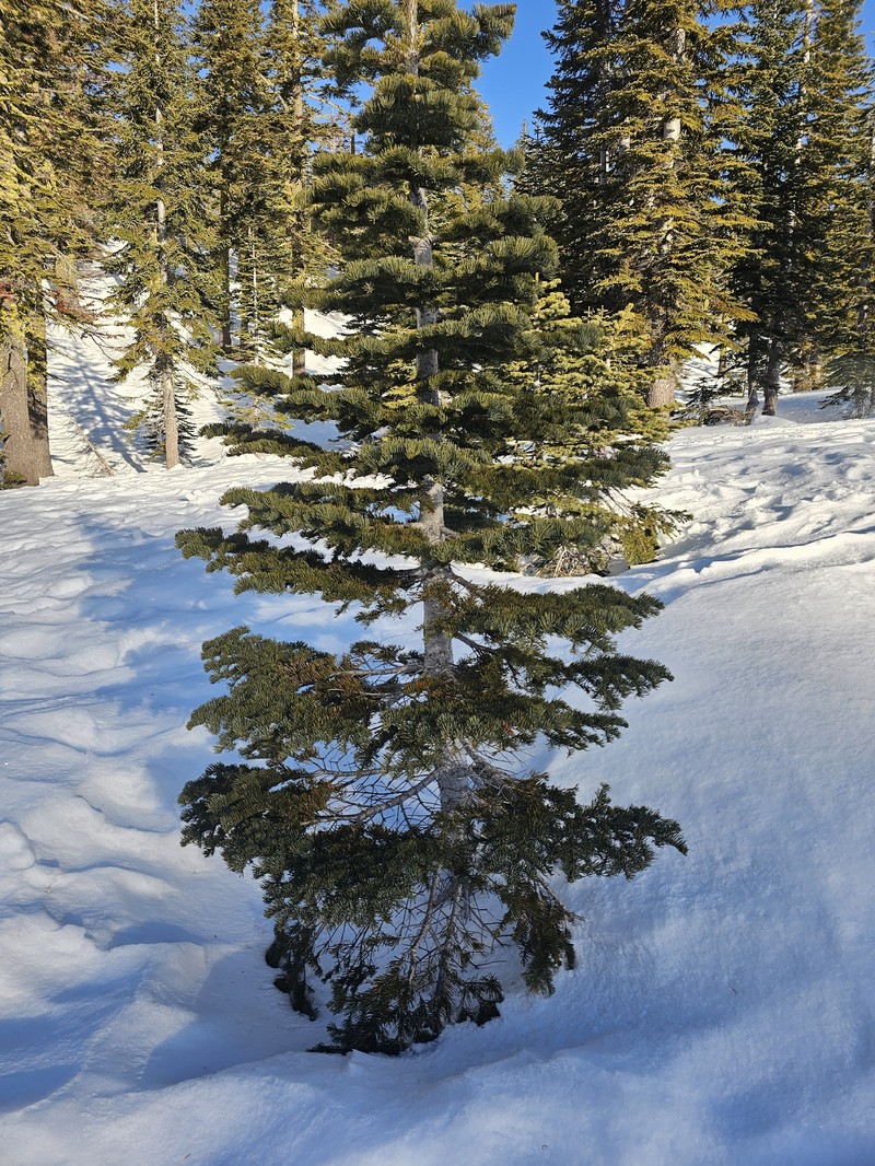 Abies magnifica var. shastensis photo 2