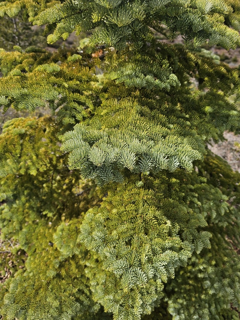Abies magnifica var. shastensis photo 3