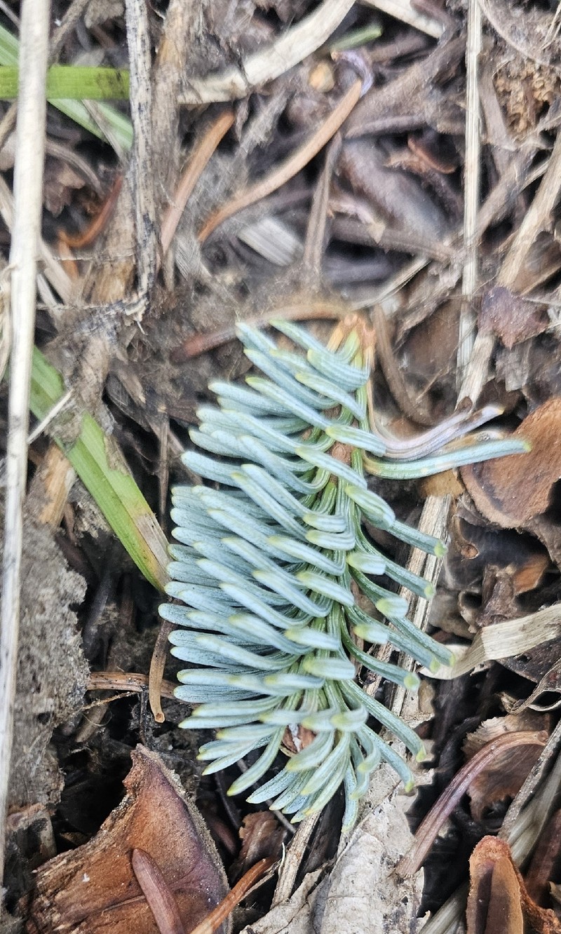 Abies magnifica var. shastensis photo 4