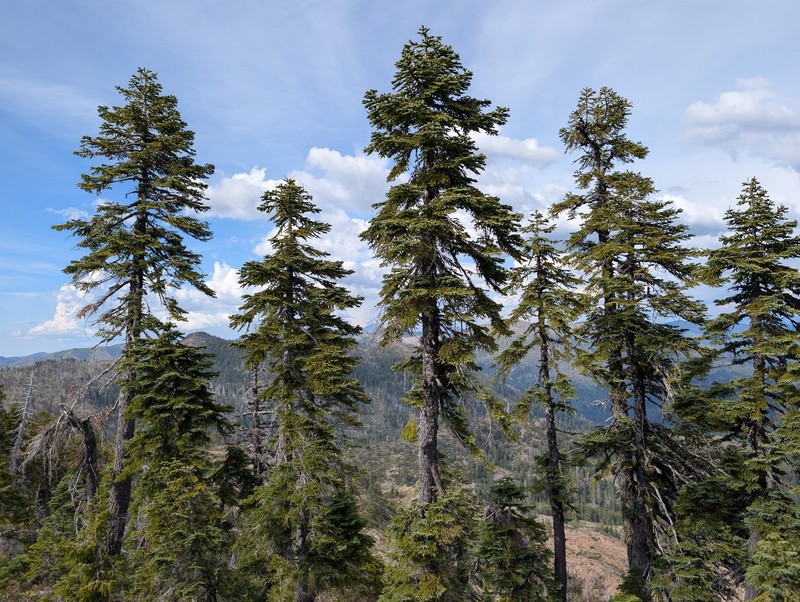 Abies magnifica var. shastensis photo 5