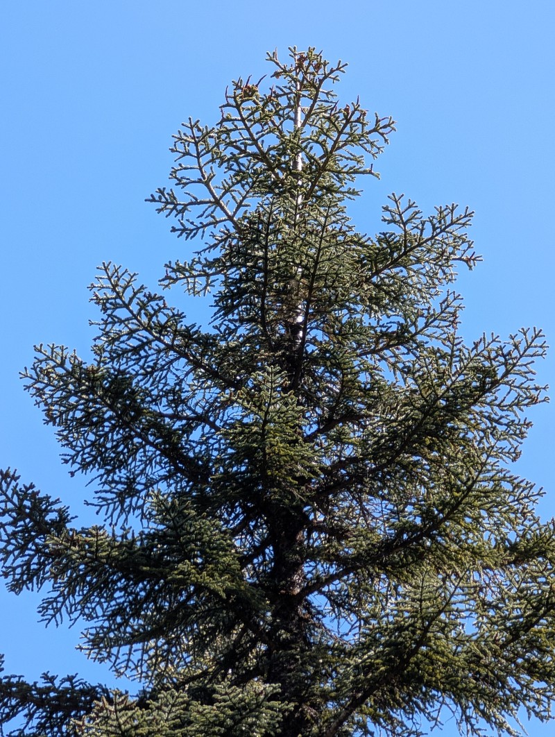 Abies magnifica var. shastensis photo 6