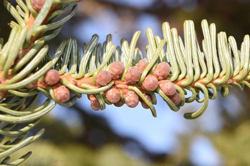 Abies magnifica var. shastensis photo 7