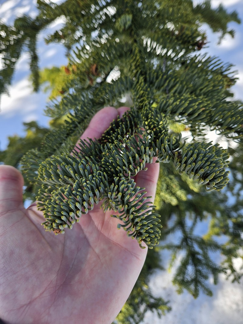 Abies magnifica var. shastensis photo 8