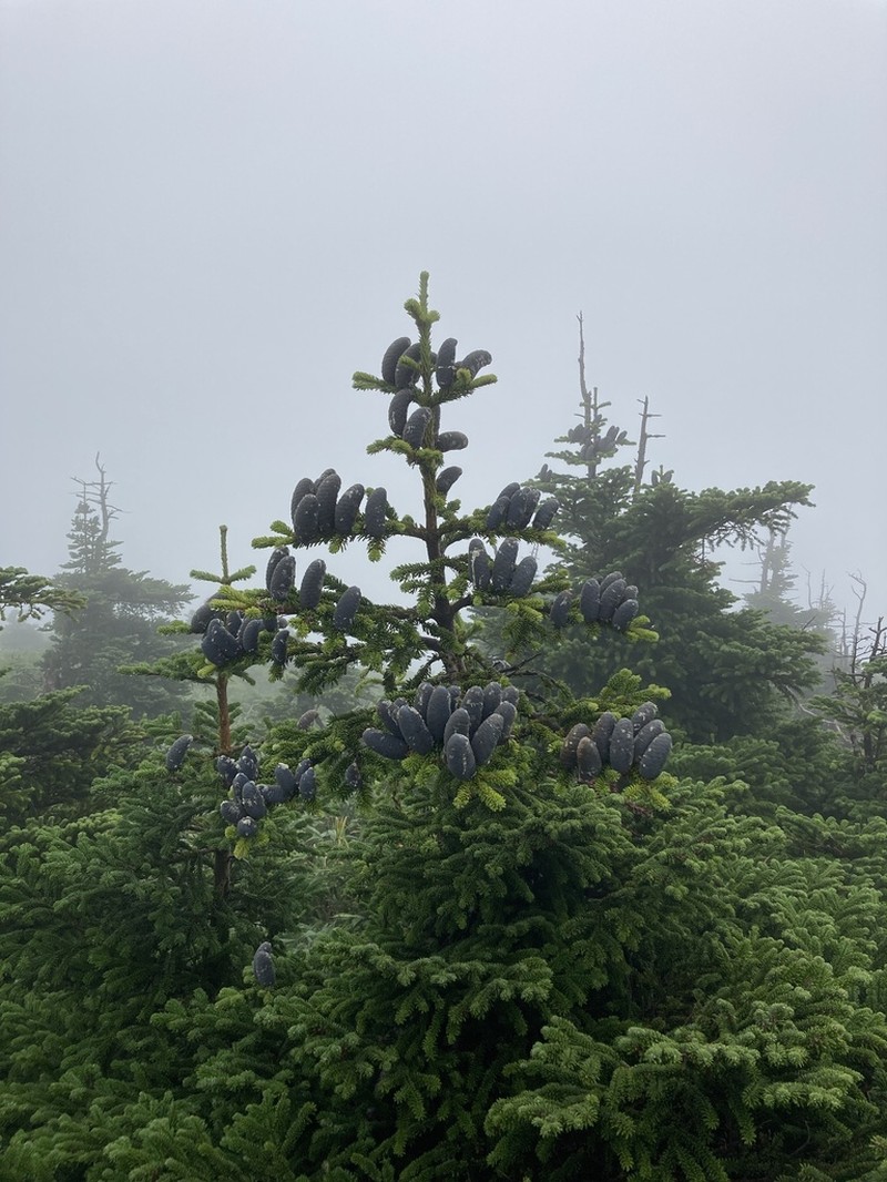 Abies mariesii photo 2