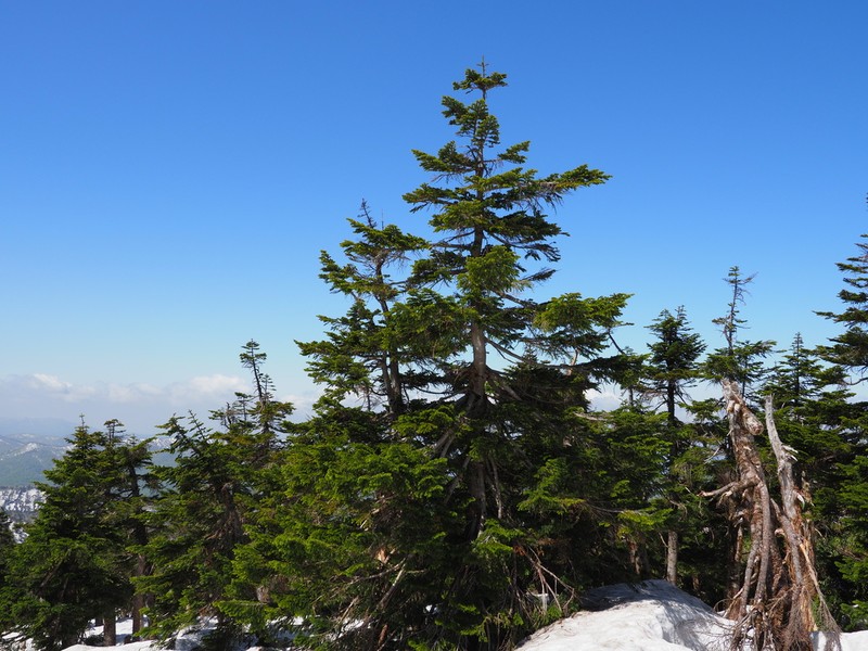 Abies mariesii photo 3