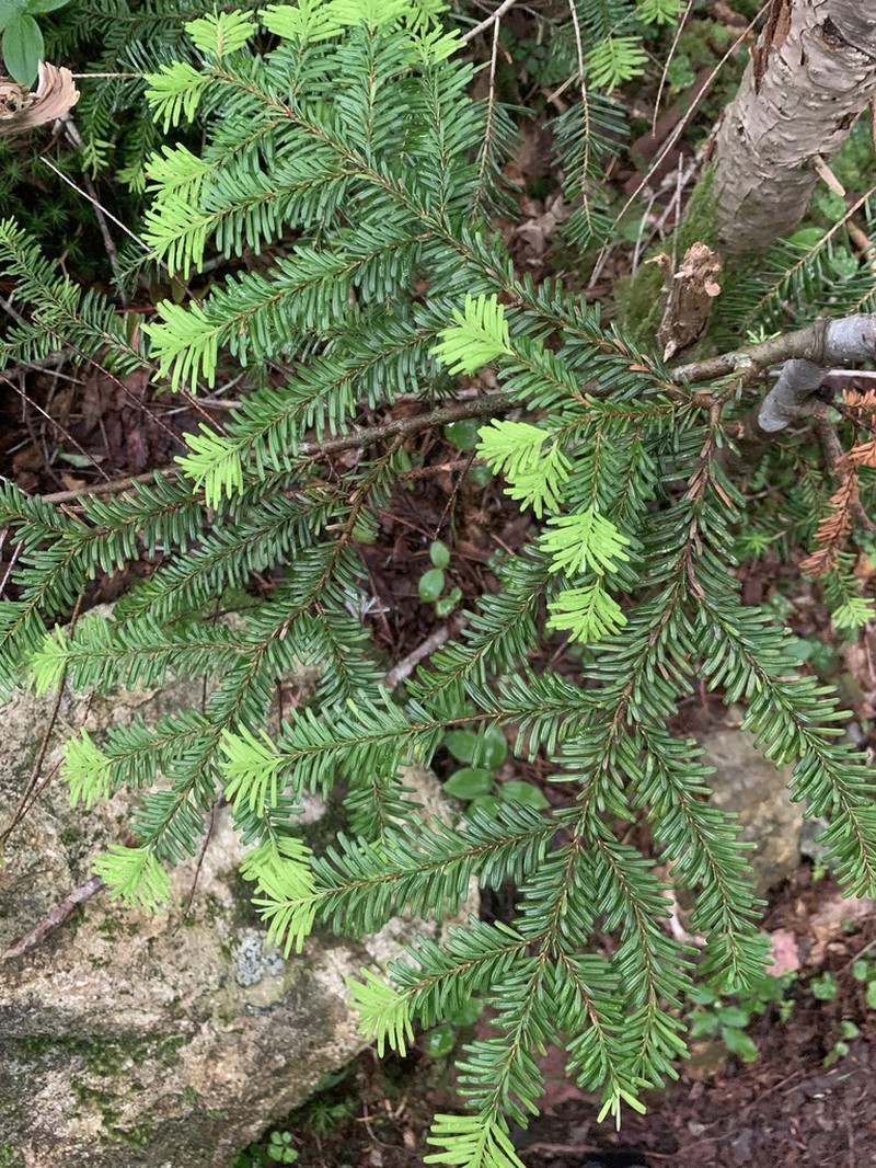 Abies mariesii photo 4
