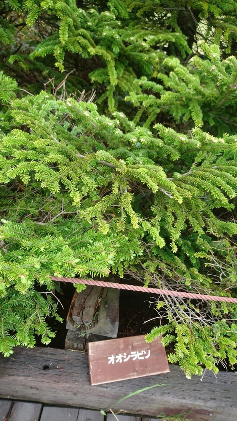 Abies mariesii photo 5