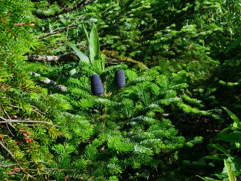 Abies mariesii photo 6