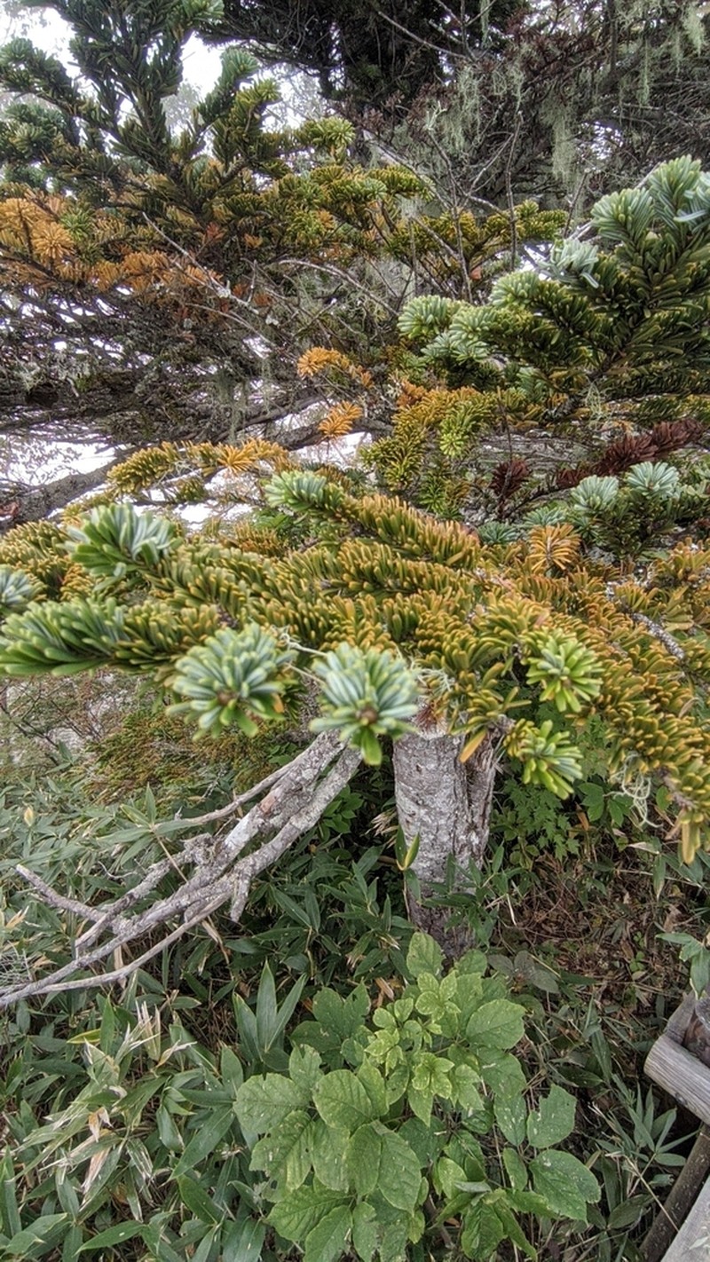 Abies mariesii photo 7