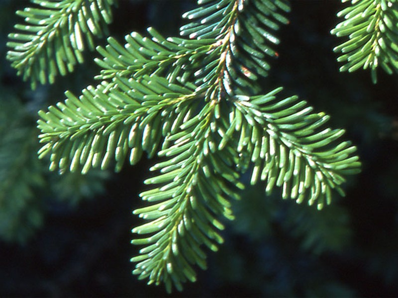 Abies mariesii photo 8
