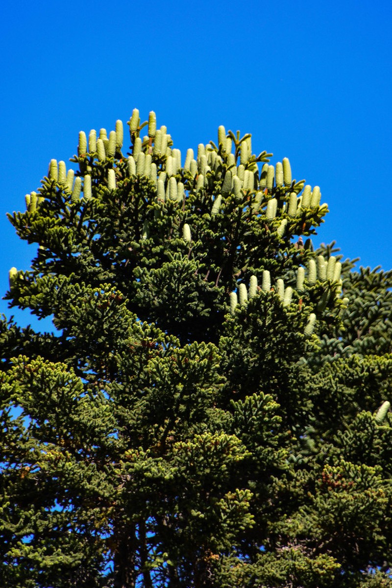 Abies marocana