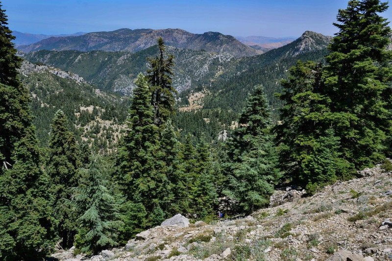 Abies marocana photo 2