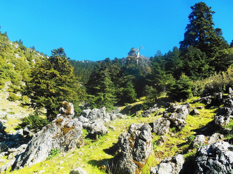 Abies marocana photo 3
