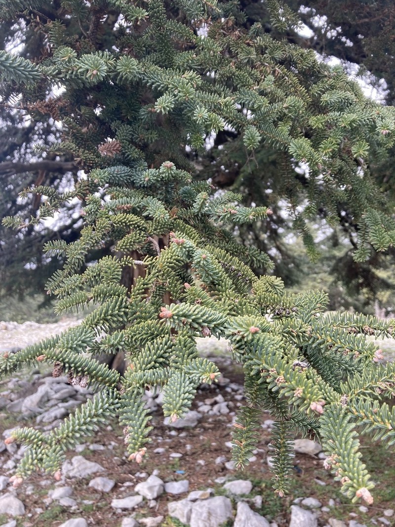 Abies marocana photo 4
