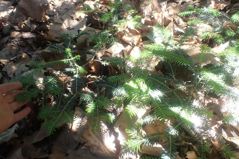Abies marocana photo 5