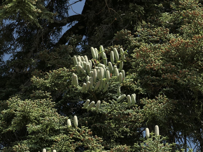 Abies marocana photo 6