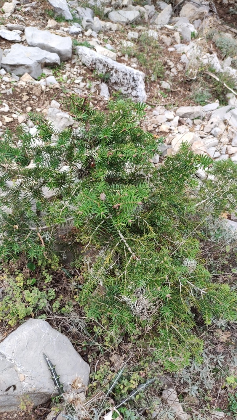 Abies marocana photo 7