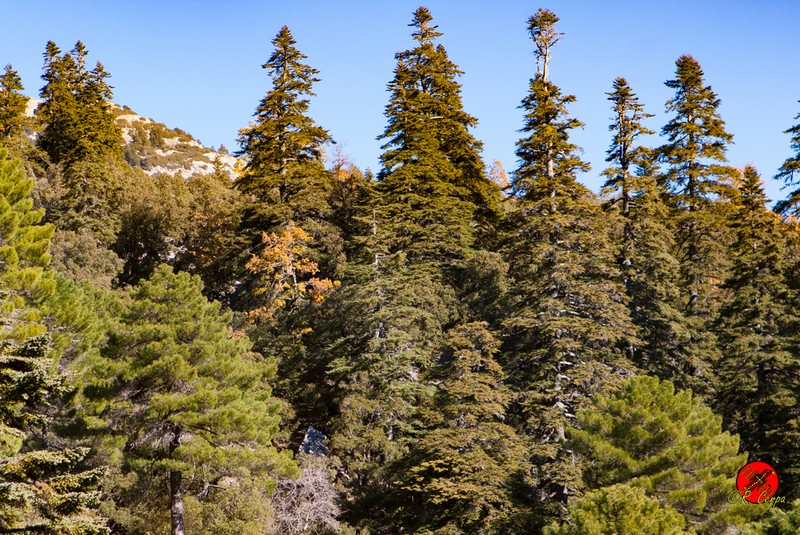 Abies marocana photo 8