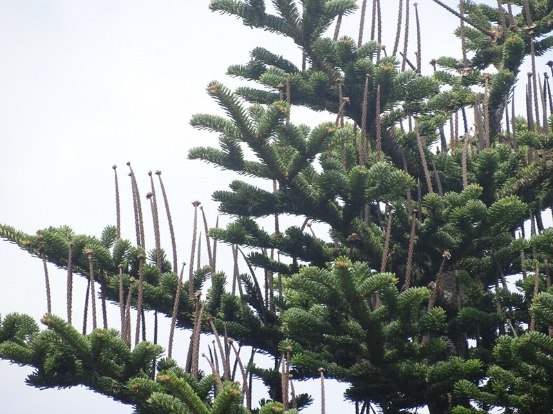 Abies nebrodensis photo 2