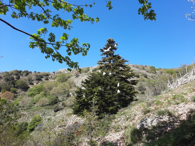 Abies nebrodensis photo 3
