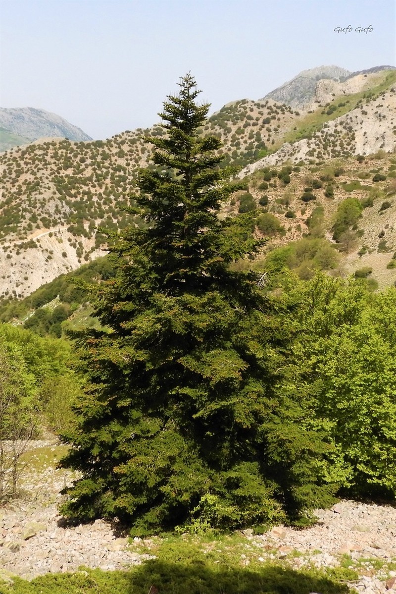 Abies nebrodensis photo 4