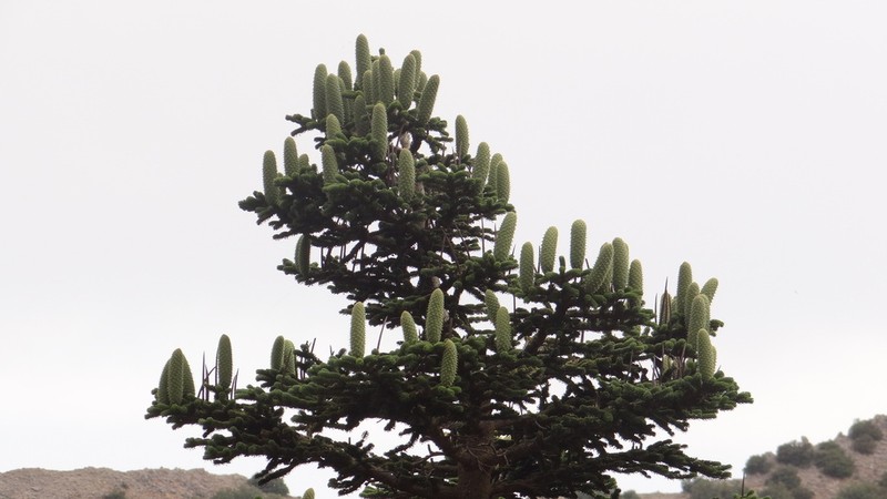 Abies nebrodensis photo 5