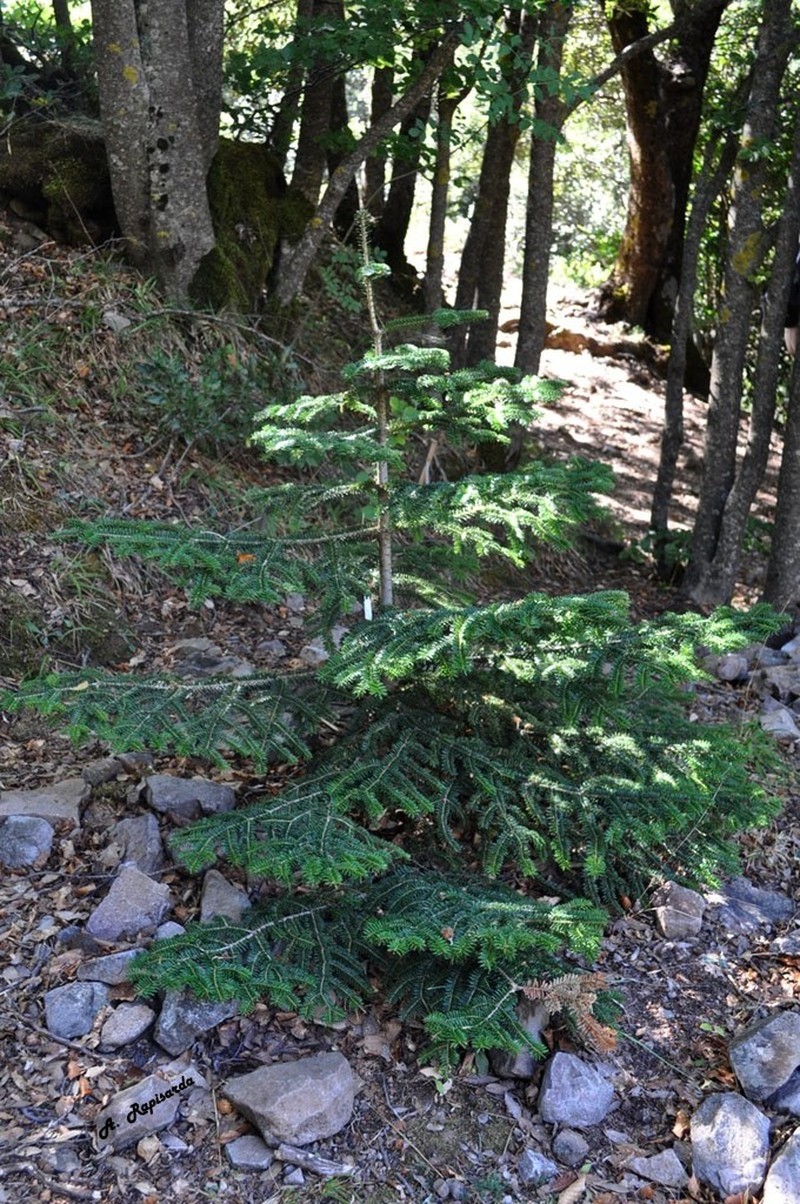 Abies nebrodensis photo 6