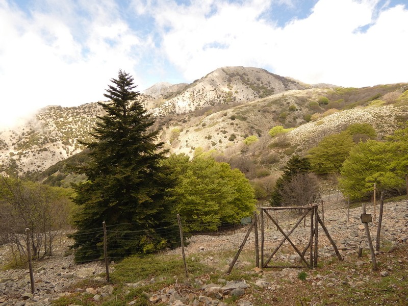 Abies nebrodensis photo 7