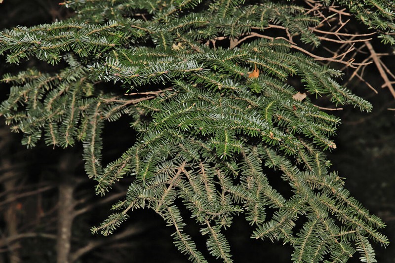 Abies nebrodensis photo 8