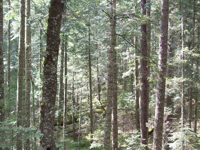 Abies neodurangensis