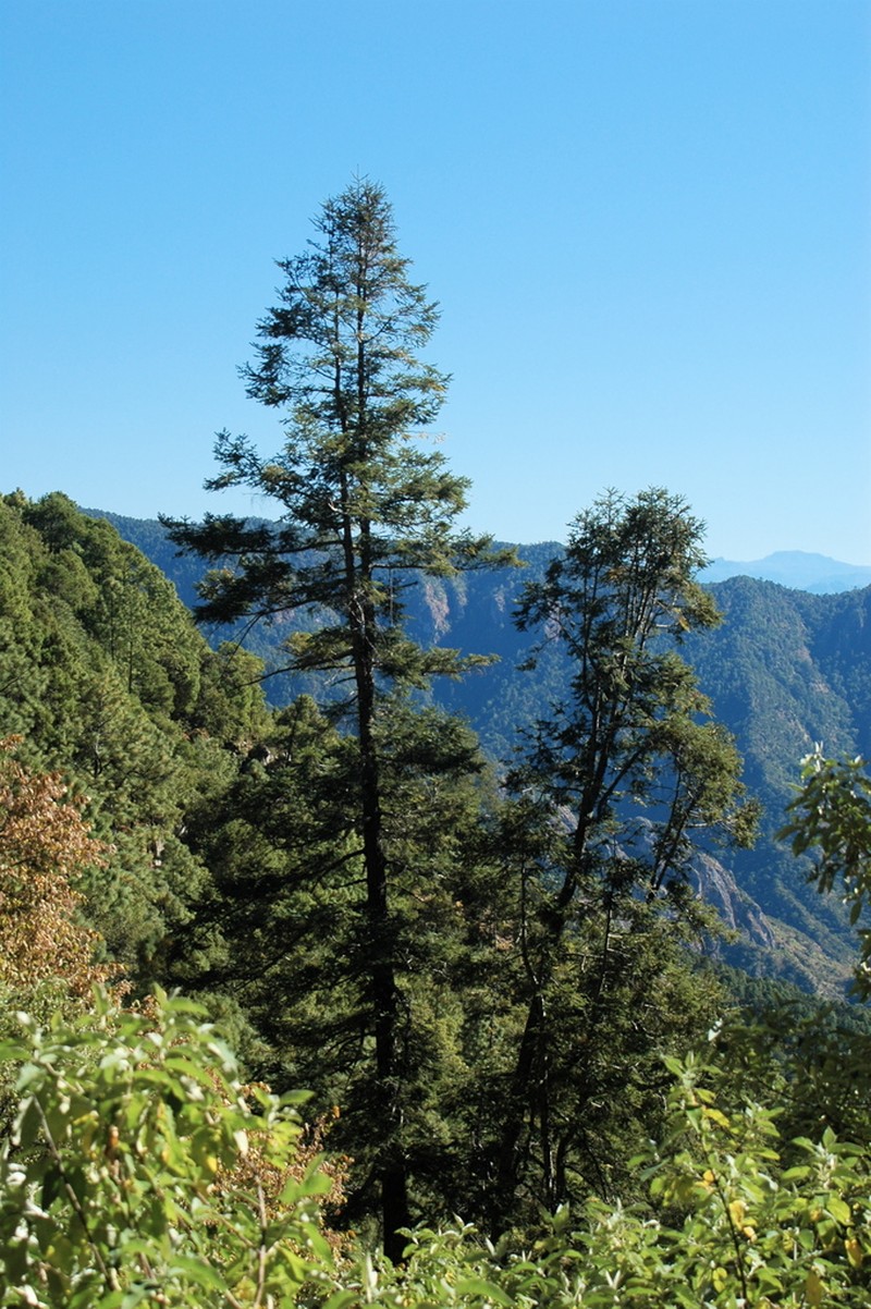 Abies neodurangensis photo 2