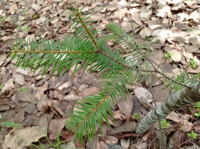 Abies neodurangensis photo 3