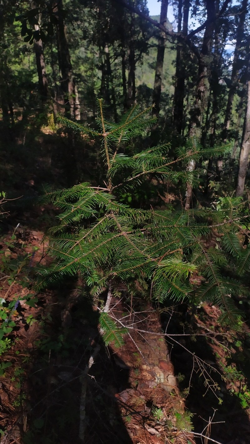 Abies neodurangensis photo 4