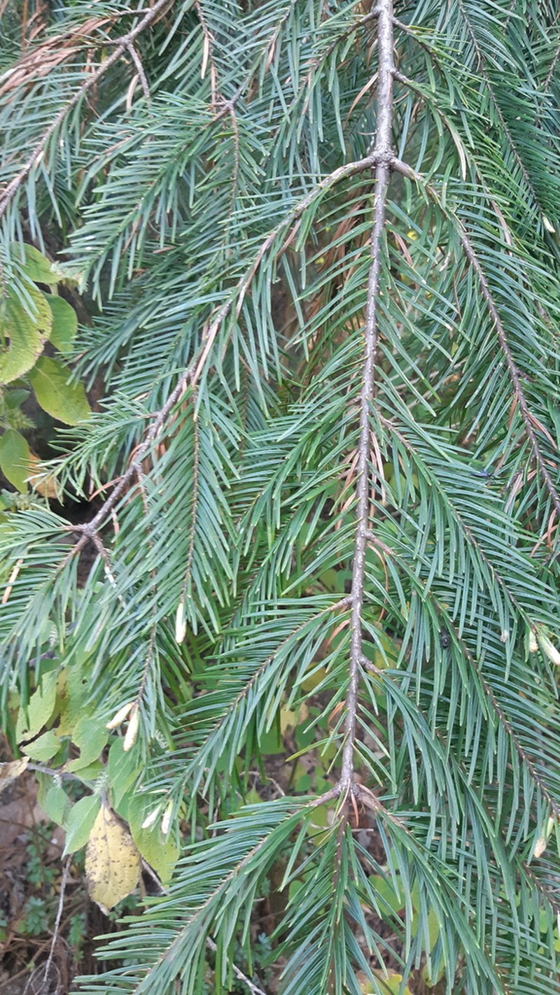 Abies neodurangensis photo 5