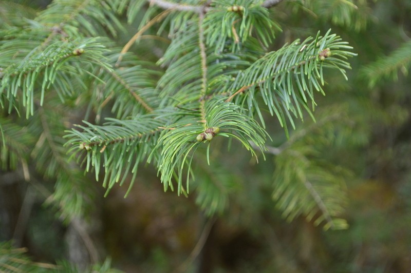 Abies neodurangensis photo 6