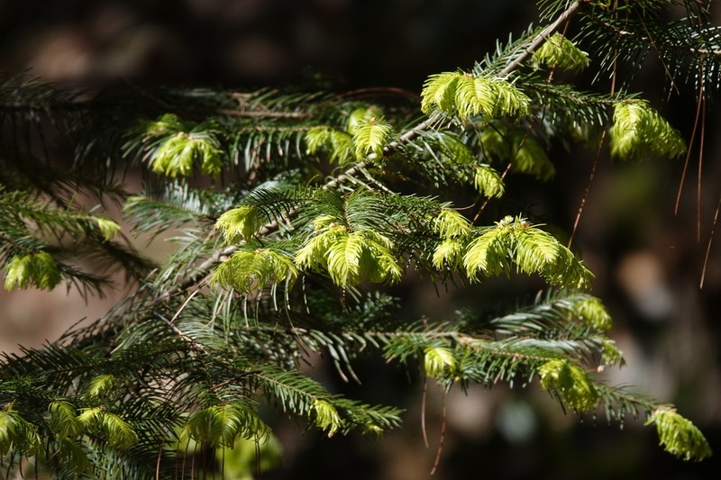 Abies neodurangensis photo 7