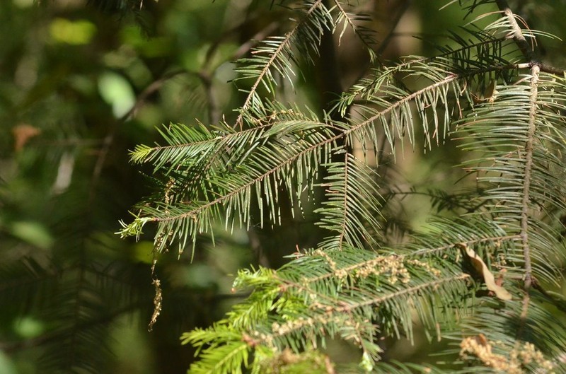 Abies neodurangensis photo 8