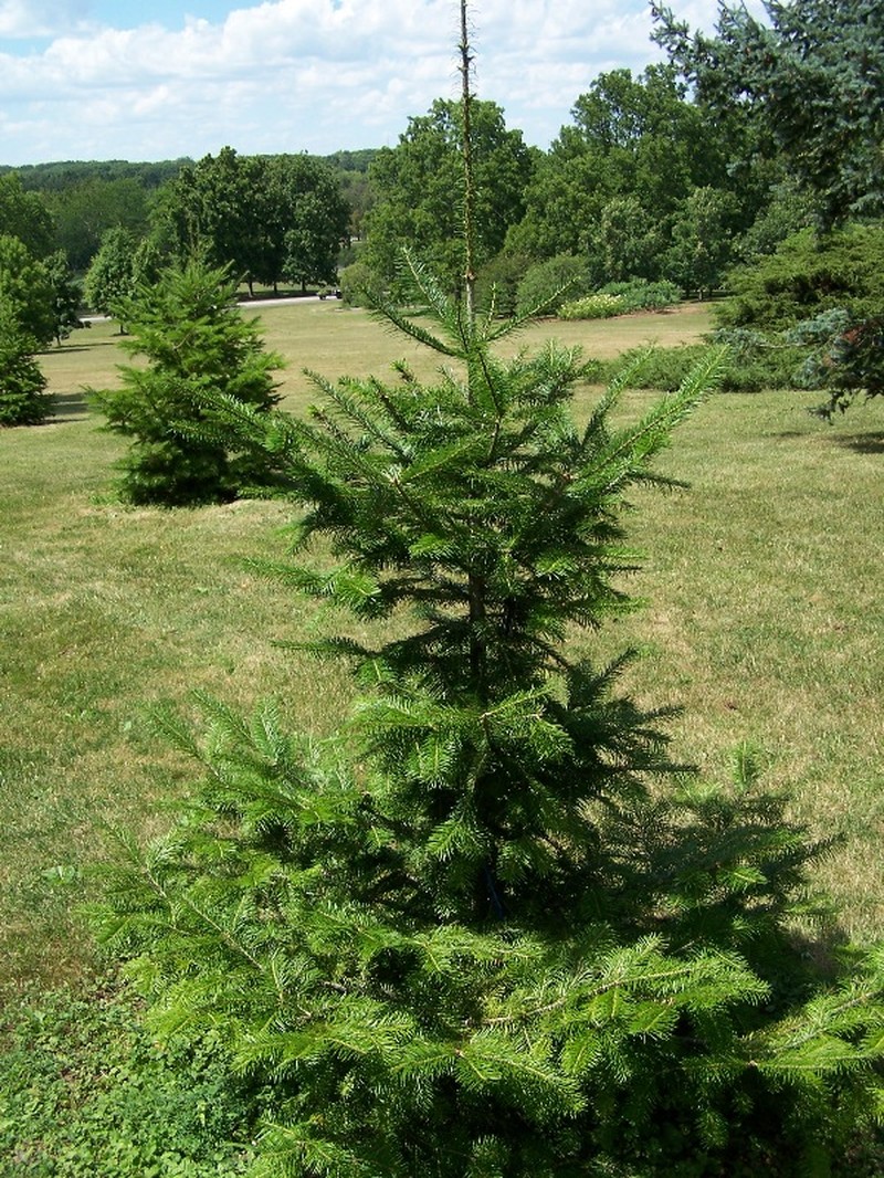 Abies nephrolepis