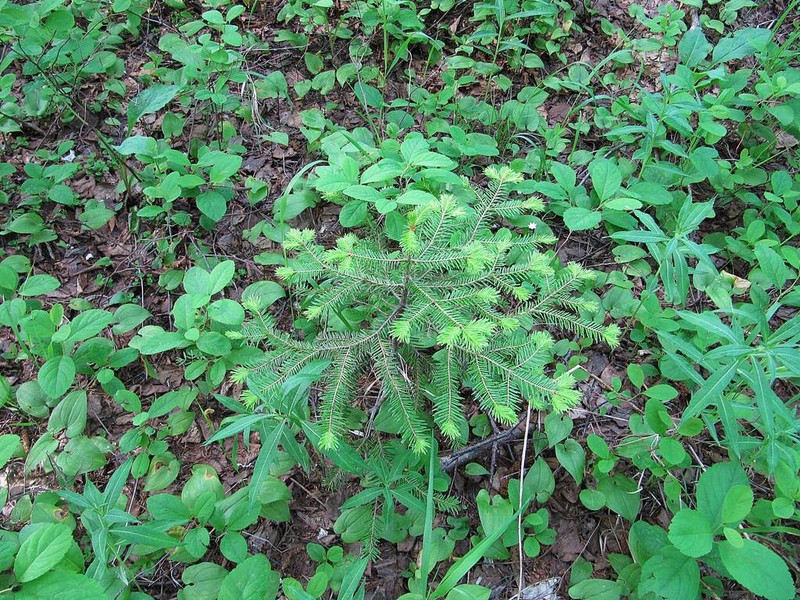 Abies nephrolepis photo 2