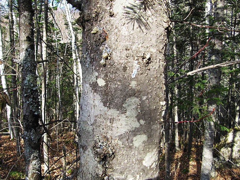 Abies nephrolepis photo 3