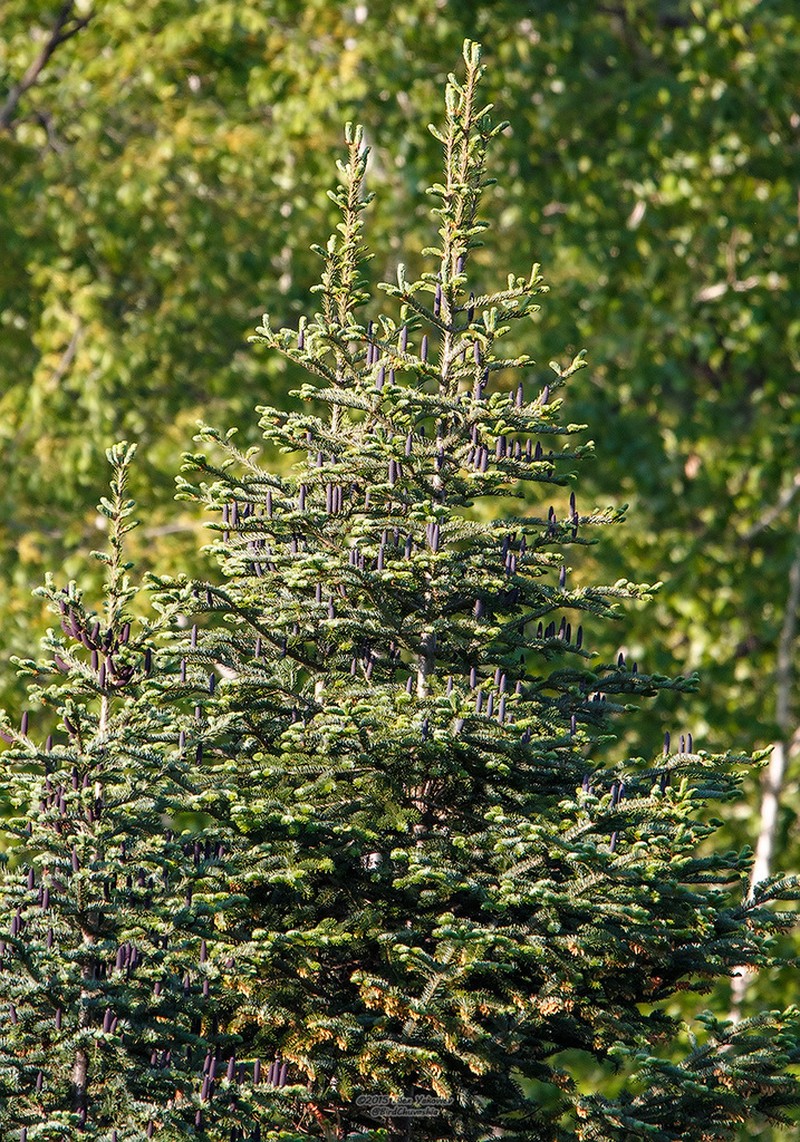 Abies nephrolepis photo 4