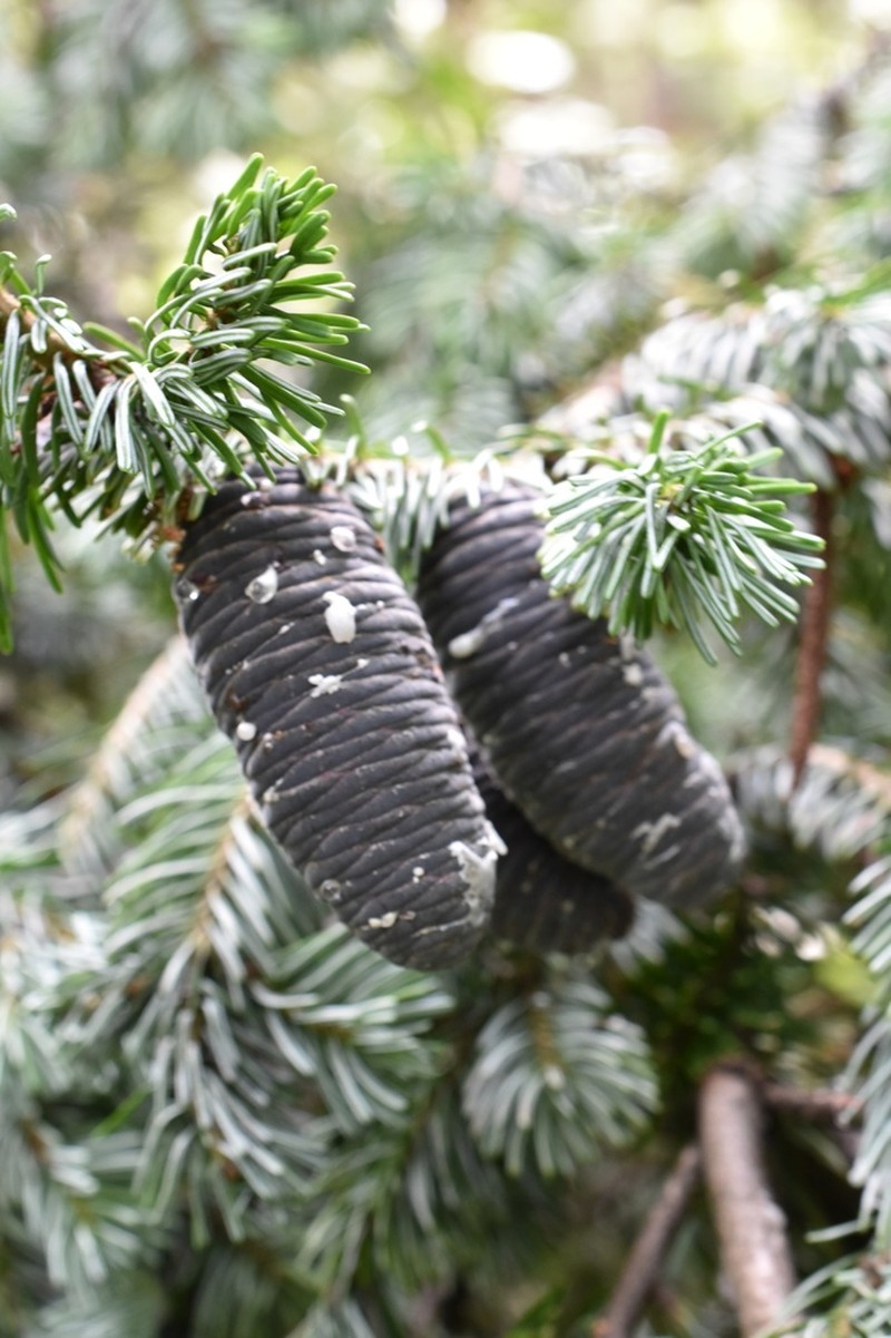 Abies nephrolepis photo 5