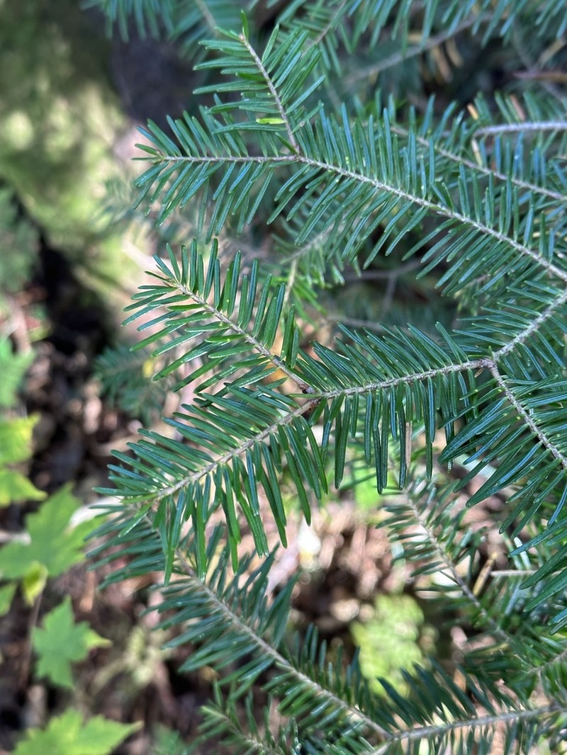 Abies nephrolepis photo 6