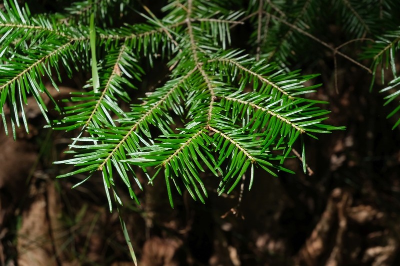 Abies nephrolepis photo 7