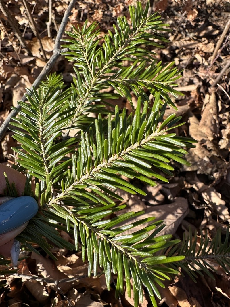 Abies nephrolepis photo 8