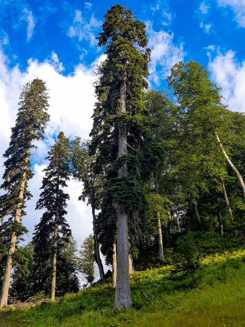 Abies nordmanniana photo 2